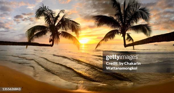 klong chao beach, koh kood (ko kut) island at sunset with beautiful dramatic sky. duo coconut palm tree leaning into the sea. - coconut beach stock-fotos und bilder