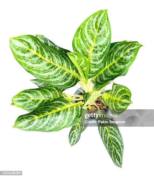 aglaonema isolated on white background, clipping path - dumb cane stock pictures, royalty-free photos & images