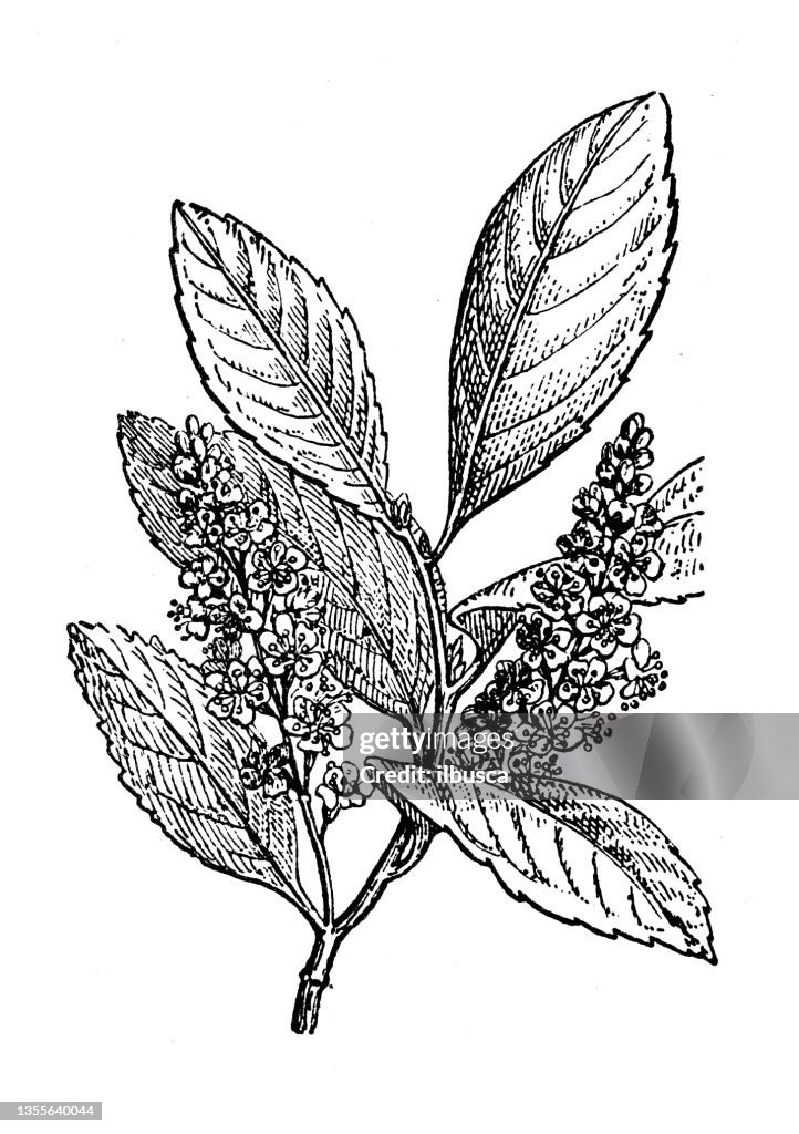 Antique illustration: Prunus laurocerasus, cherry laurel