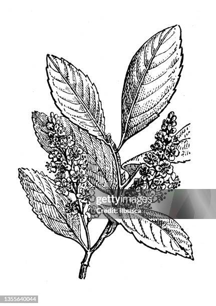 antique illustration: prunus laurocerasus, cherry laurel - cherry laurel stock illustrations