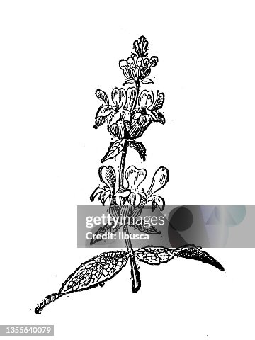 Antique illustration: Lavender Antique illustration: Lavender