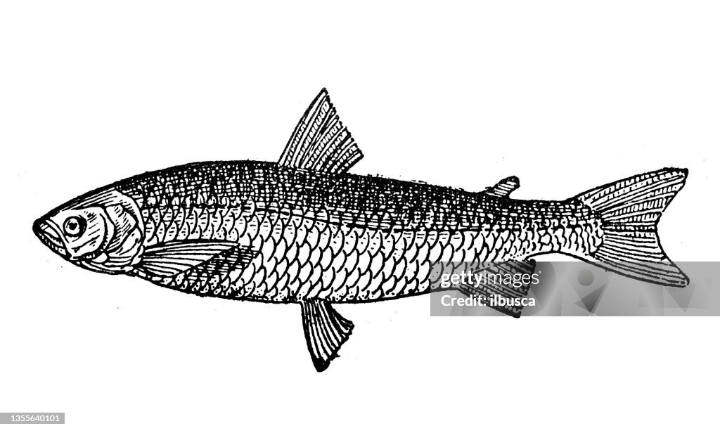 Antique illustration: Coregonus lavaretus, whitefish
