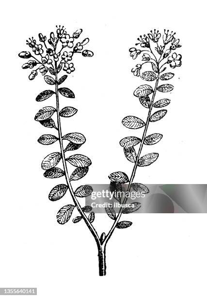 illustrations, cliparts, dessins animés et icônes de illustration ancienne : rhododendron tomentosum (syn. ledum palustre), thé du labrador des marais, thé du nord du labrador, romarin sauvage - labrador