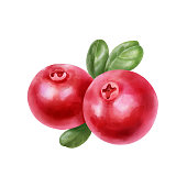 Hand drawn watercolor cranberry with green leaves isolated on white background. Food illustration.