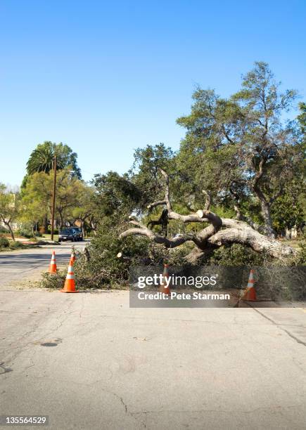 fallen oak tree laying across street. - gevelde boom stockfoto's en -beelden