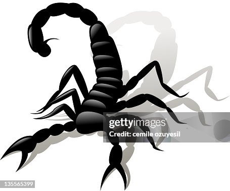 Scorpion Scorpion