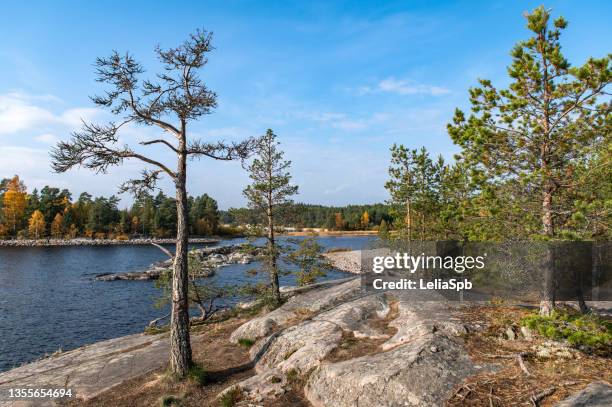 pine trees on a rocky lake shore on a sunny autumn day - lake ladoga stock pictures, royalty-free photos & images