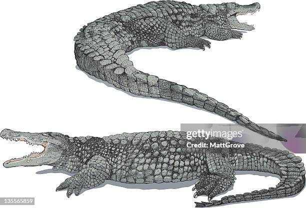 krokodile - echte krokodile stock-grafiken, -clipart, -cartoons und -symbole