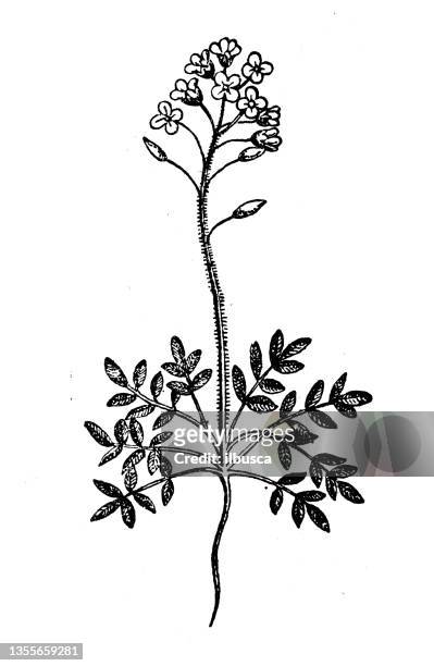 antique illustration: lepidium campestre, field pepperwort - maca plant stock illustrations