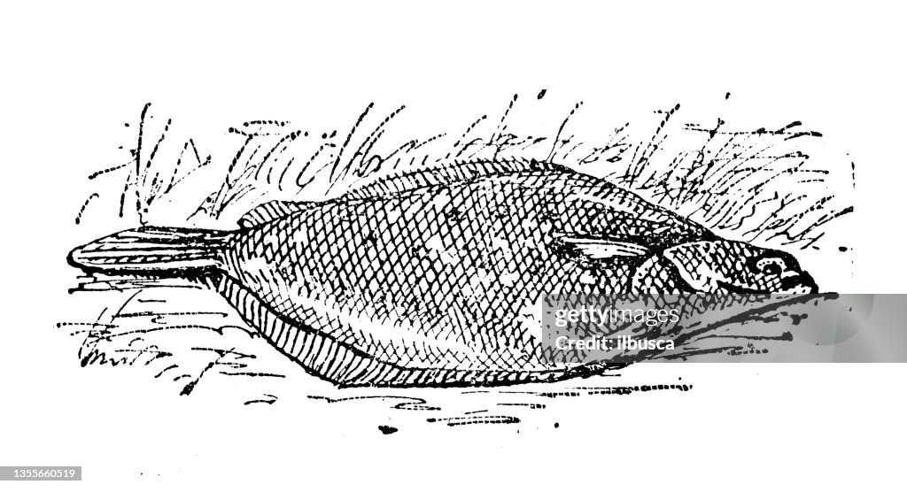 Illustration ancienne : Limanda limanda (Limanda limanda)