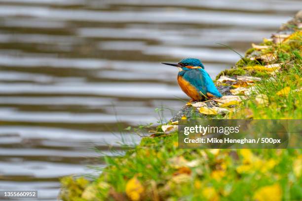 common kingfisher,kingfisher,boothstown,united kingdom,uk - kingfisher river stock pictures, royalty-free photos & images