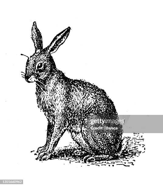antique illustration: hare - hare 幅插畫檔、美工圖案、卡通及圖標
