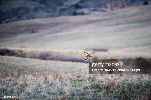 morning doe,portrait of roe white standing on field - mule deer stock pictures, royalty-free photos & images