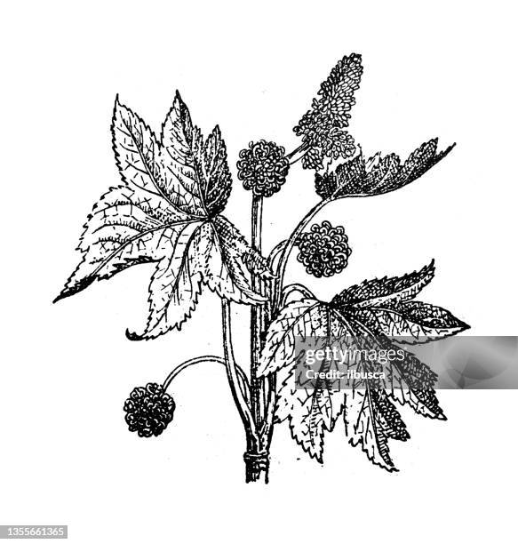 antique illustration: liquidambar orientalis, oriental sweetgum - liquidambar orientalis stock illustrations