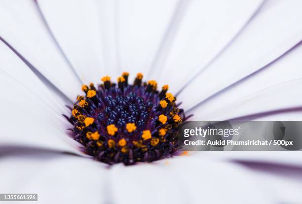 dianthus flower macro,close-up of white daisy flower - aukid stock-fotos und bilder