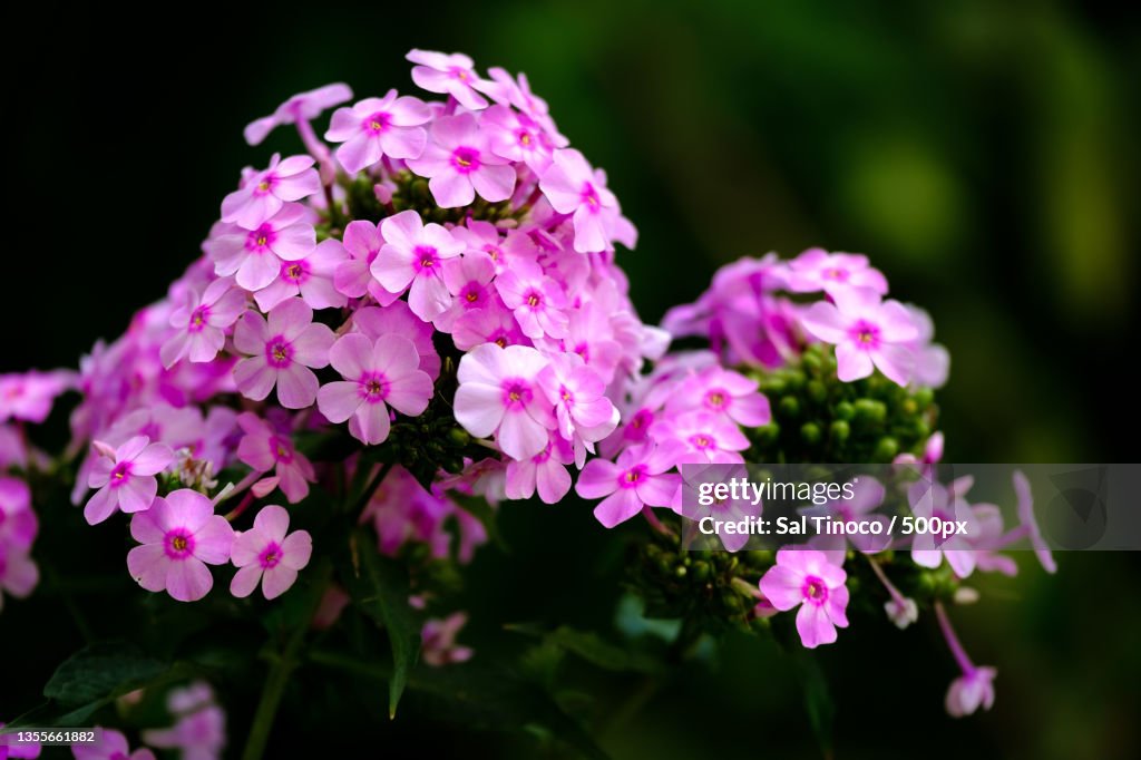 Pleasure,Close-up of pink flowering plant,Caln Township,Pennsylvania,United States,USA