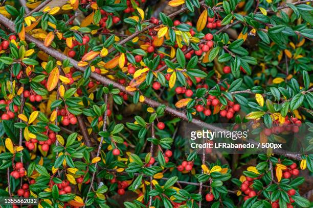 cotoneaster horizontalis griolera con frutos rojos,spain - arbusto stock-fotos und bilder