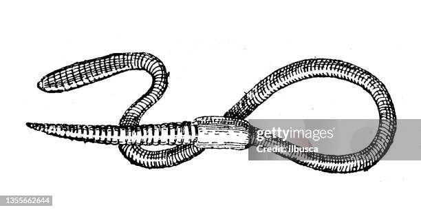 151点のミミズイラスト素材 Getty Images 151点のミミズイラスト素材 Getty Images