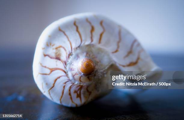 caracol,close-up of snail on table - cephalopod stockfoto's en -beelden