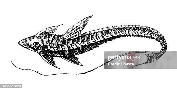 antique illustration: loricariidae, loricariids, suckermouth armoured catfish - loricariidae stock illustrations