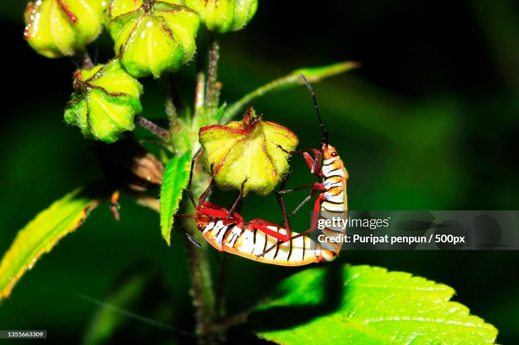 Red Cotton Bug on a branch,Thailand