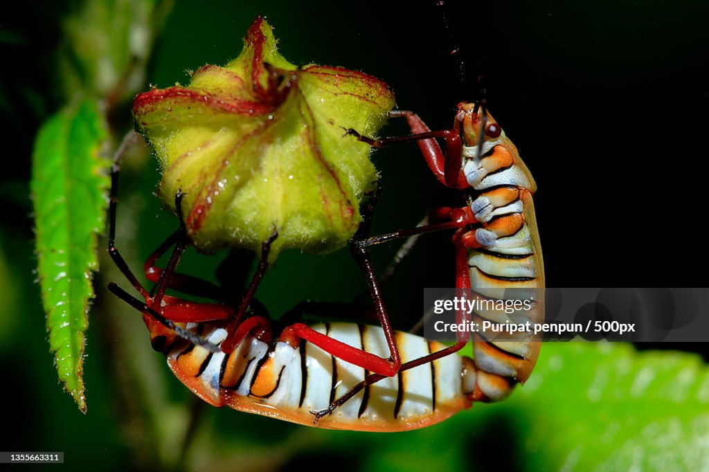 Red Cotton Bug on a branch,Thailand