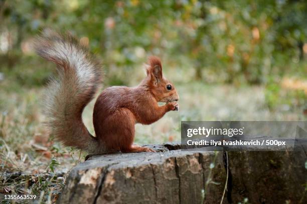 squirrel in the forest on a stump eats a nut - squirrel cheeks stock pictures, royalty-free photos & images