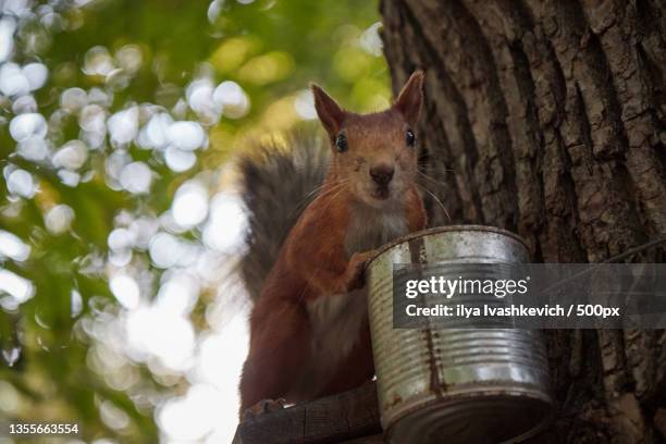squirrel eats from a feeder in the forest on a tree trunk,fluffy tail - squirrel cheeks stock pictures, royalty-free photos & images