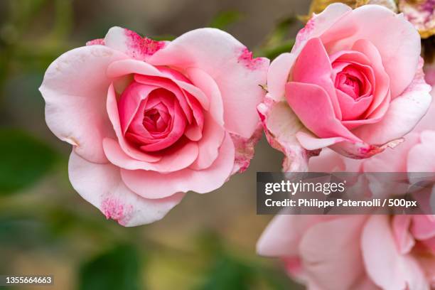 roses close up,close-up of pink roses,parc du thabor,france - fleur macro stock pictures, royalty-free photos & images