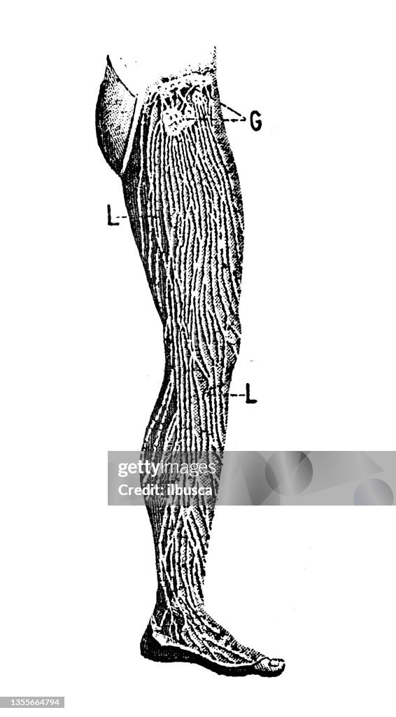 Antique illustration: Lymphatic vessels