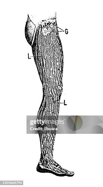 antique illustration: lymphatic vessels - lymphatic system stock illustrations