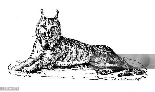 antique illustration: lynx - lynx 幅插畫檔、美工圖案、卡通及圖標