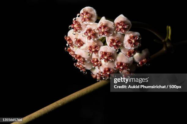 hoya flowers in nature,close-up of flowers against black background - aukid stock-fotos und bilder