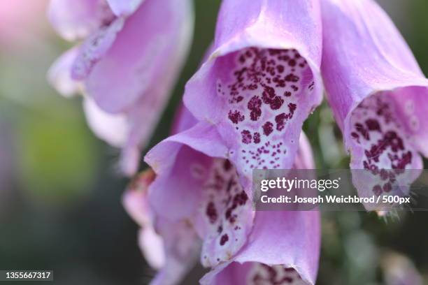 depression,close-up of pink rose flower - foxglove stock pictures, royalty-free photos & images