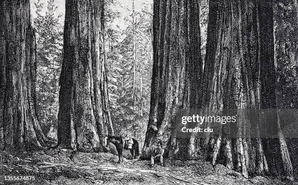 the big trees of the mariposa group - mariposa stock illustrations