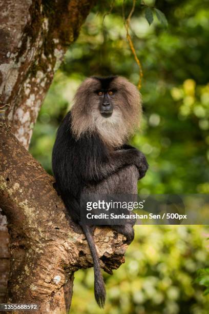 low angle view of macaque sitting on tree,valparai,tamil nadu,india - macaco coda di leone foto e immagini stock