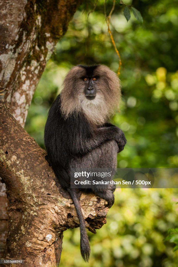 Low angle view of macaque sitting on tree,Valparai,Tamil Nadu,India
