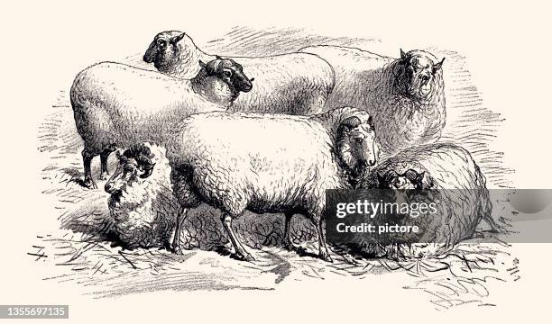 sheep family  (xxxl with lots of details) - engraved images farm stock illustrations
