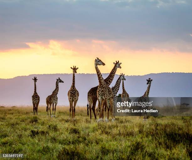 a tower of giraffes at sunset in the wilds of africa - savannah animals silhouette stock pictures, royalty-free photos & images