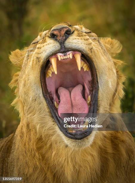 an animated lion in the wilds of africa - lion-skin-rug stock pictures, royalty-free photos & images