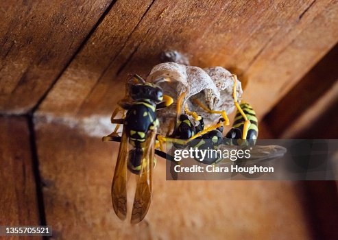 Wasps Building a Nest Wasps Building a Nest