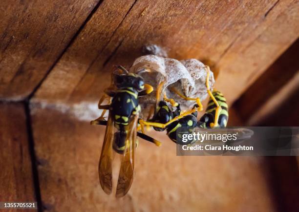 wasps building a nest - wespe stock-fotos und bilder