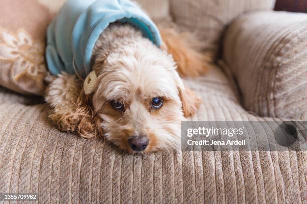 guilty dog on couch, innocent dog on couch, dog at home no people - ertappt stock-fotos und bilder