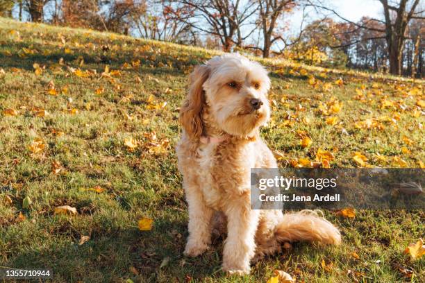 dog outside, dog full body, cavapoo - cavoodle stockfoto's en -beelden