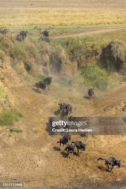 wildebeest stampede at the river in kenya africa - op hol slaan stockfoto's en -beelden