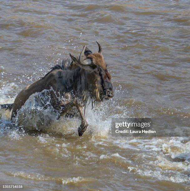 wildebeest swims the maasai river in kenya africa - wildebeest stock pictures, royalty-free photos & images