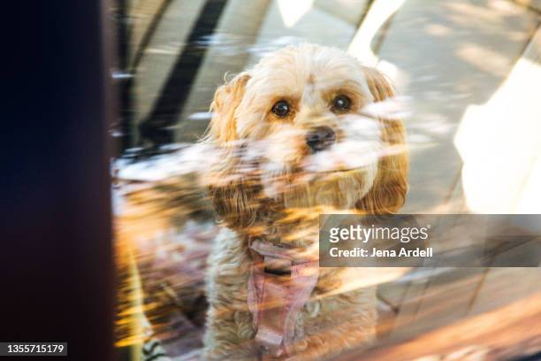 dog in hot car, dog locked in car, dog cruelty - dog heat ストックフォトと画像