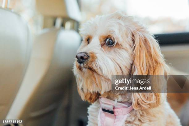 worried dog in car, nervous dog in car - dog in car photos et images de collection