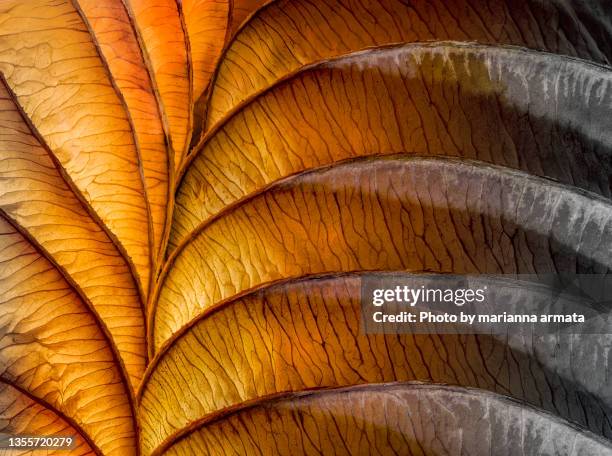 the leaves of an autumn book - hosta foto e immagini stock