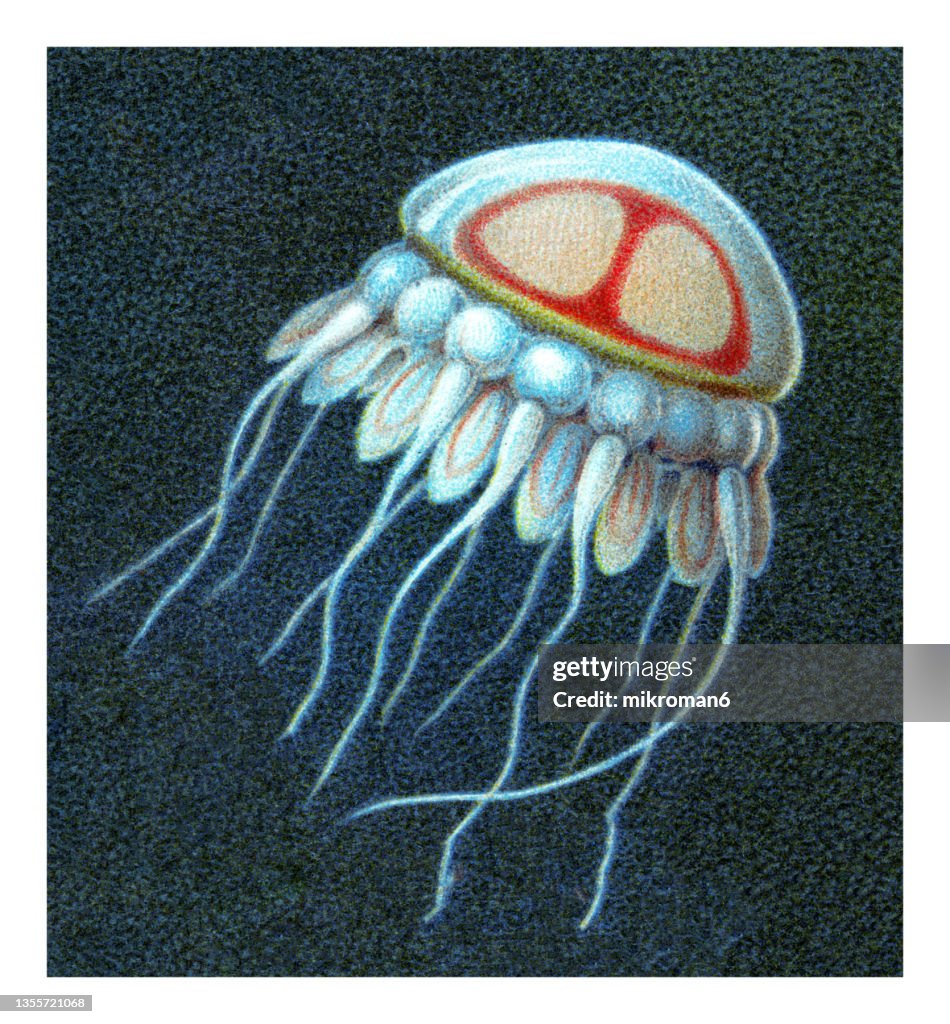 Old chromolithograph illustration of the helmet jellyfish (Periphylla periphylla), luminescent, red-colored jellyfish of the deep sea